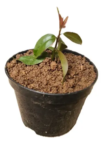 Ora-pro-nóbis em Vaso