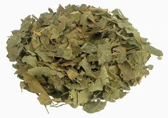 Chá de Porangaba Bugre