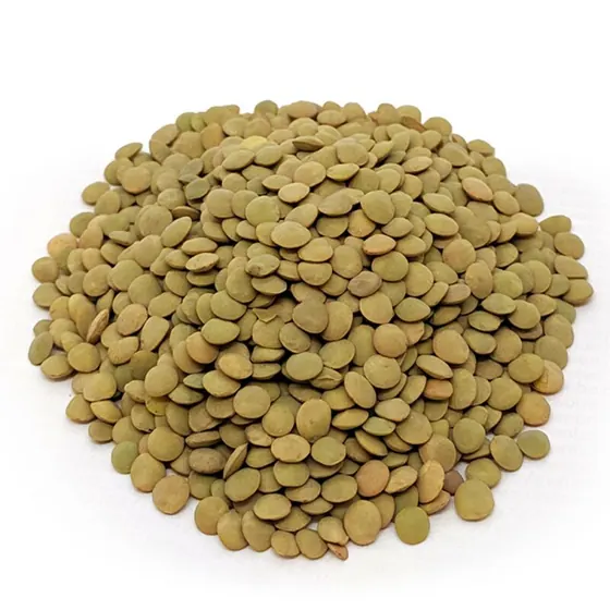 Lentilha Canadense