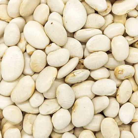 Fava Branca