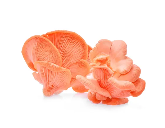 Shimeji Salmão Orgânico